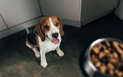 Pet Food Safety Tips