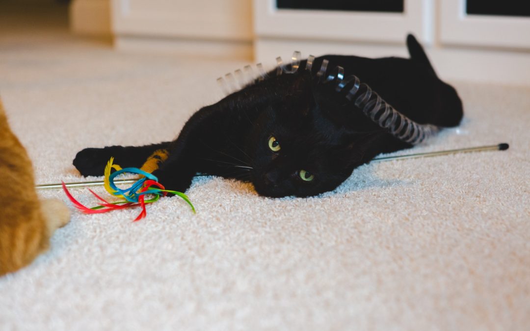 The Best Cat Toys Available