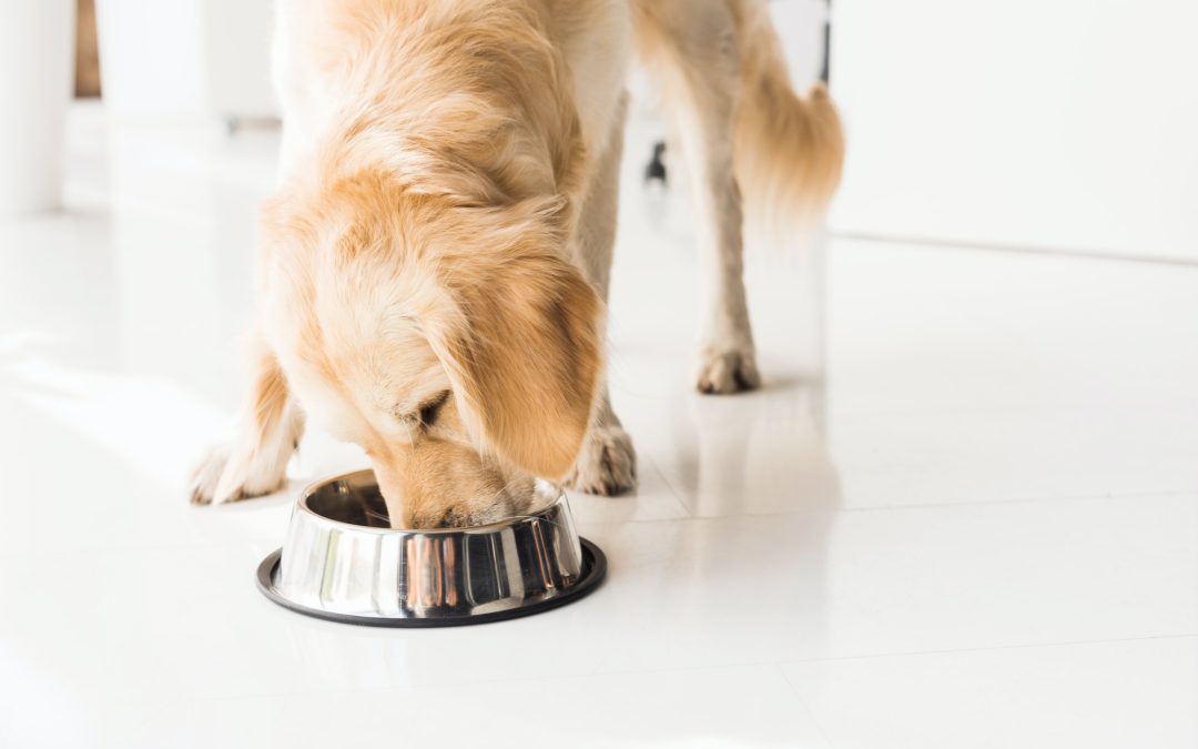 What to Look for when Buying Dog Food