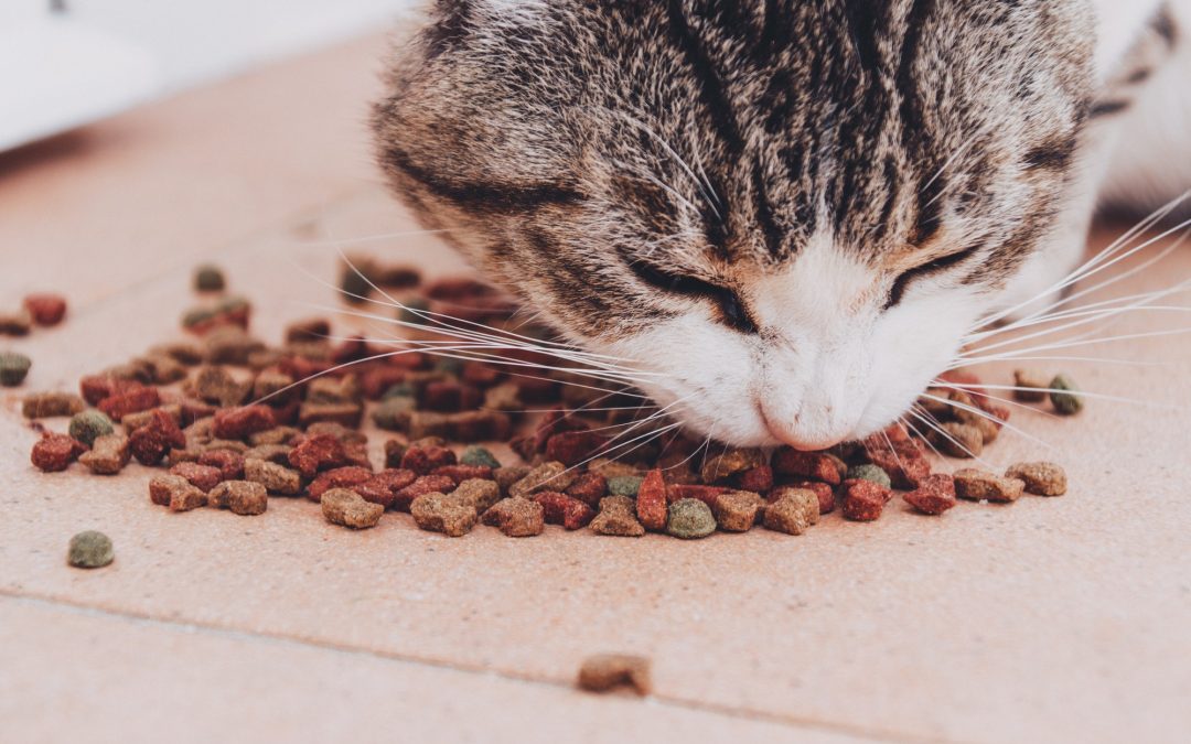 Best Recommended Cat Food