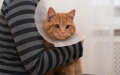 How to Take Care of a Sick Cat